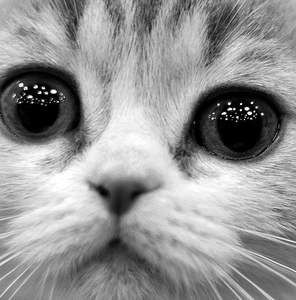 Meet your Posher, Quinton